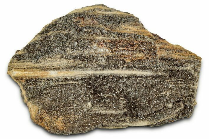Glittering Petrified Wood with Druzy Quartz - Alabama #325500